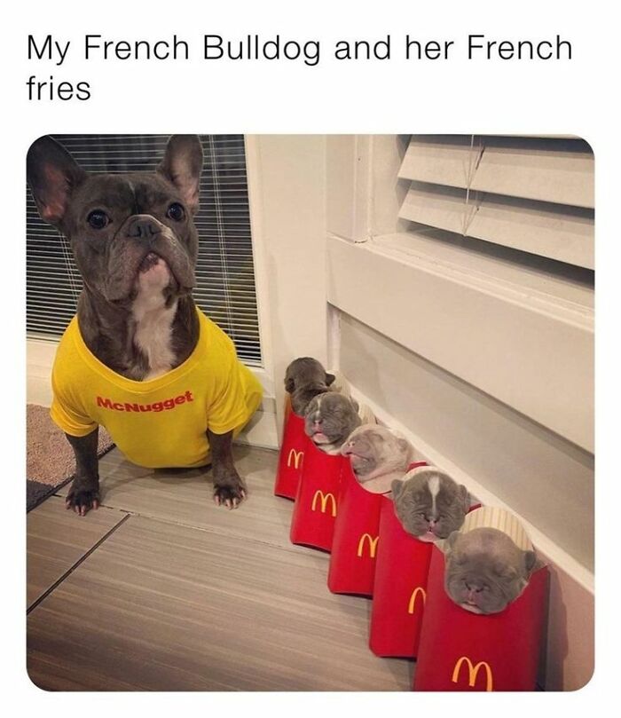 French Bulldog wearing a McNugget shirt with puppies in McDonald's fries containers, funny and silly animal memes.