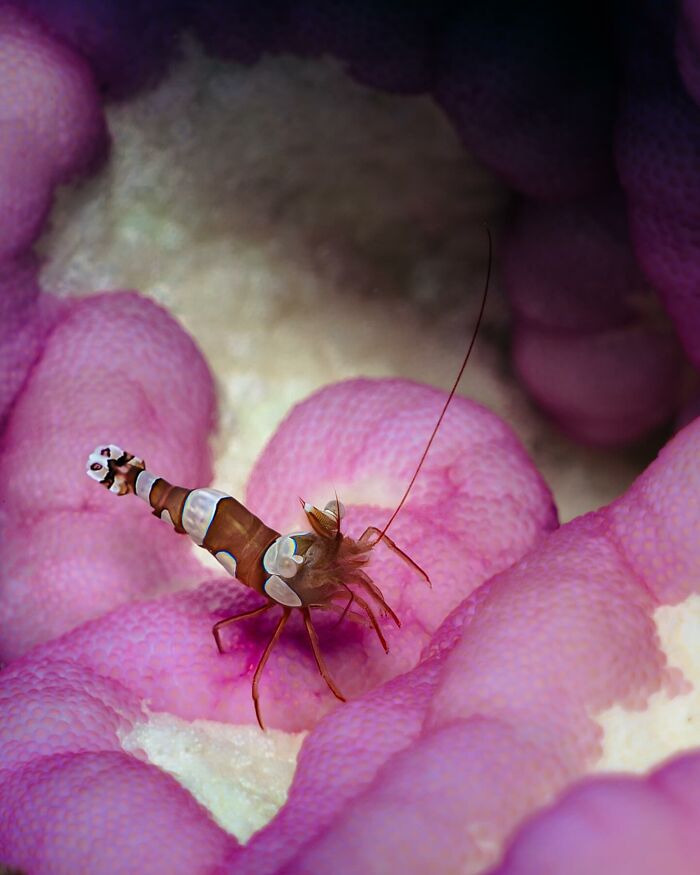 Close-up underwater shot of a colorful shrimp on vibrant pink coral showcasing the ocean’s hidden wonders.