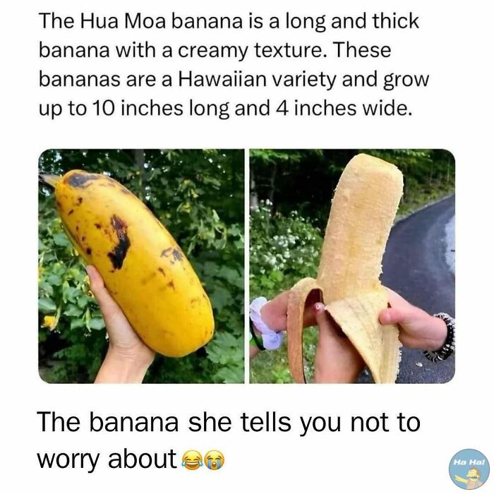 Hand holding a large Hua Moa banana outdoors with text mocking posts jokes memes about its size and texture.