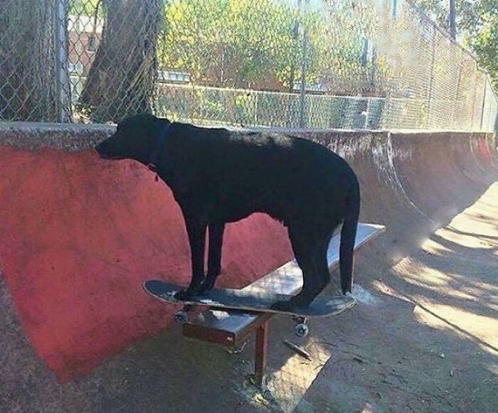 Black dog balanced on a skateboard at a skatepark, showcasing hilarious animals in goblin mode behavior.