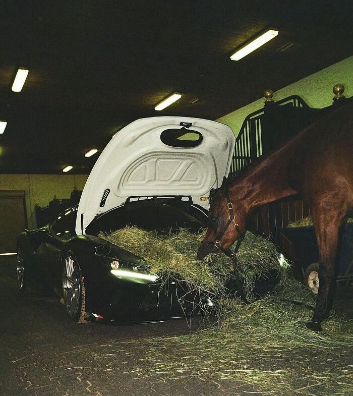 Caballo comiendo heno del capó abierto de un coche deportivo en un establo, imagen maldita e insólita.
