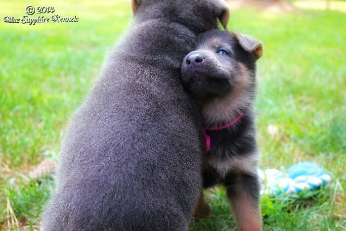 I Have Many From My Years Of Breeding But This Is One Of My Favorites