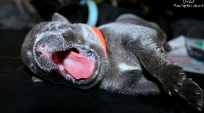 Newborn Puppy Yawn. (Sorry Had To Post A Second Pic)