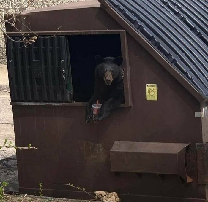 Oso negro asomado en ventana de contenedor con bebida en la pata, imagen maldita a todos los niveles capturada.