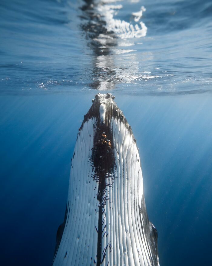 Underwater shot of a whale rising towards the ocean surface showcasing the ocean’s hidden wonders.