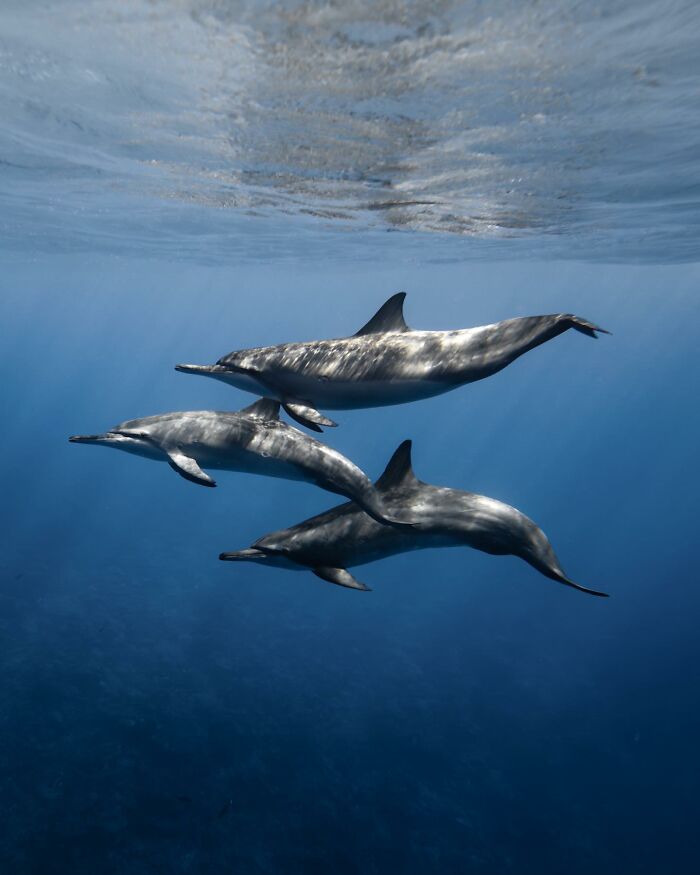 Three dolphins swimming underwater in clear blue ocean water showcasing the ocean’s hidden wonders.