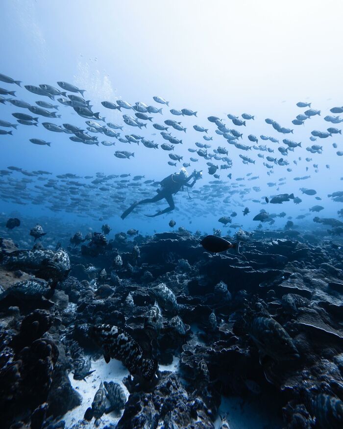 Underwater shot of a diver swimming among a large school of fish showcasing the ocean’s hidden wonders.