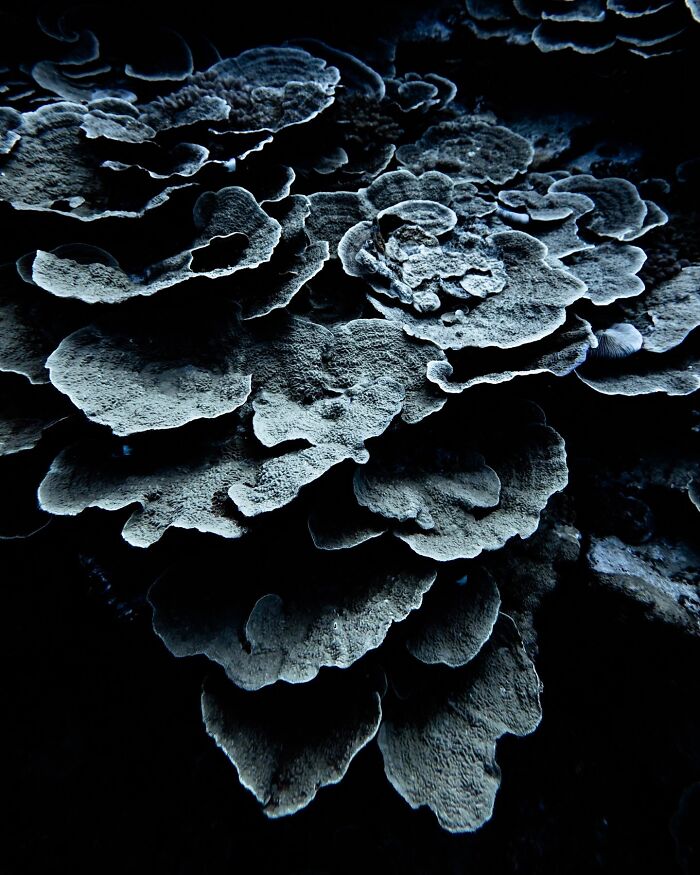 Underwater shot of coral formations showcasing the ocean’s hidden wonders in deep, dark blue surroundings.