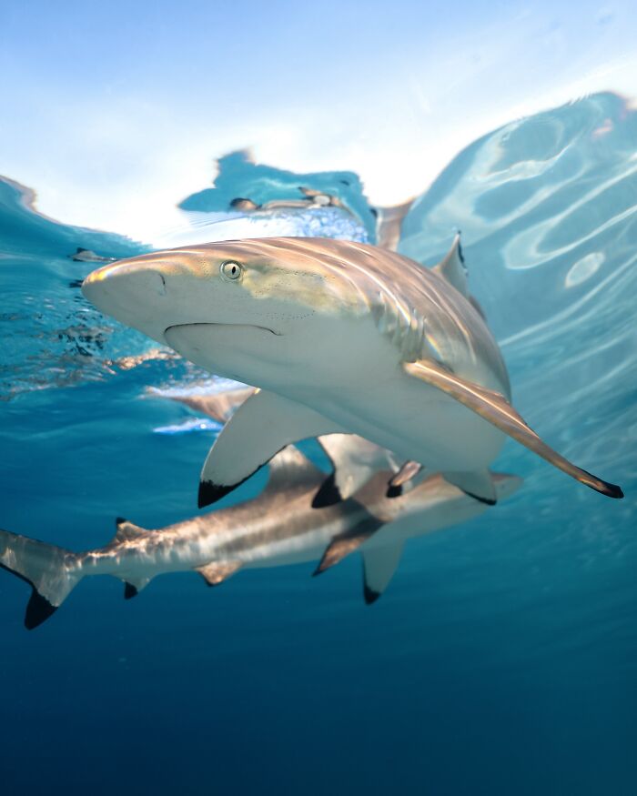 Underwater shot of a shark swimming near the surface, showcasing the ocean’s hidden wonders in clear blue water.