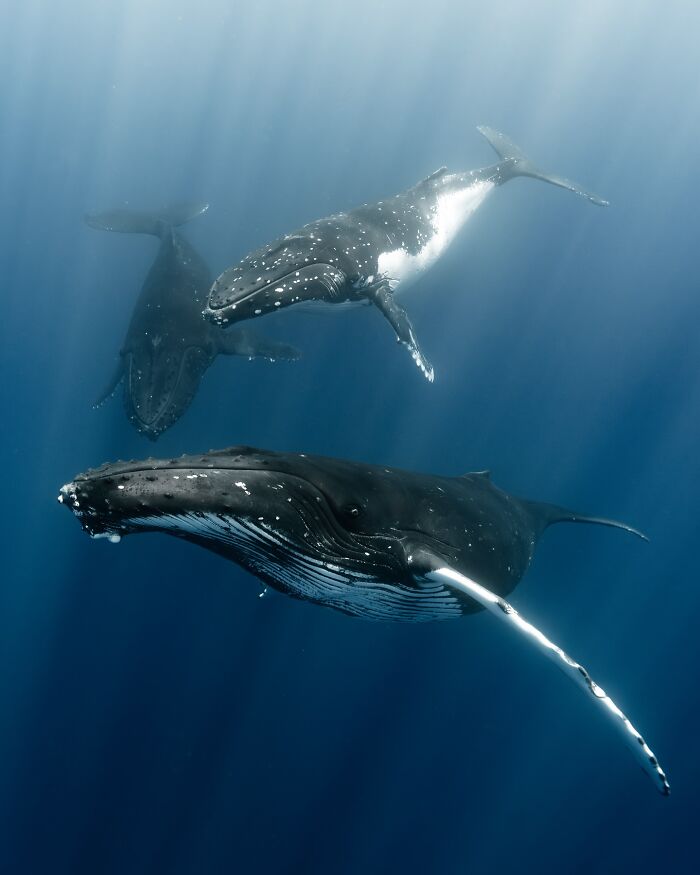 Three humpback whales swimming underwater, showcasing incredible underwater shots of the ocean’s hidden wonders.