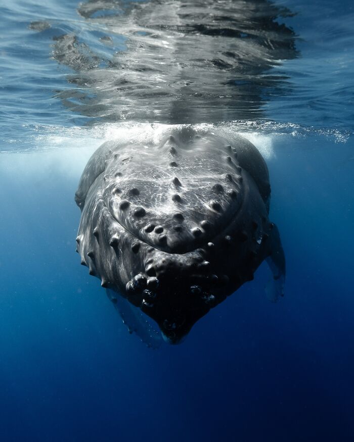 Underwater shot of a humpback whale swimming close to the ocean surface, showcasing ocean’s hidden wonders.