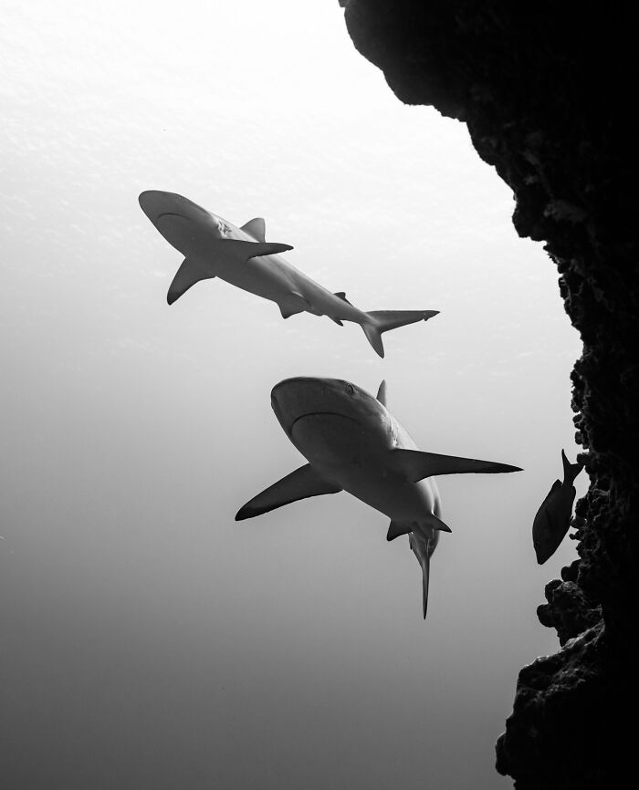 Two sharks swimming near an underwater rock formation in a stunning ocean scene showcasing hidden wonders.