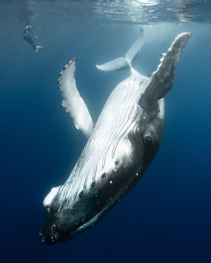 Underwater shot of a humpback whale swimming gracefully in the ocean showcasing the ocean’s hidden wonders.