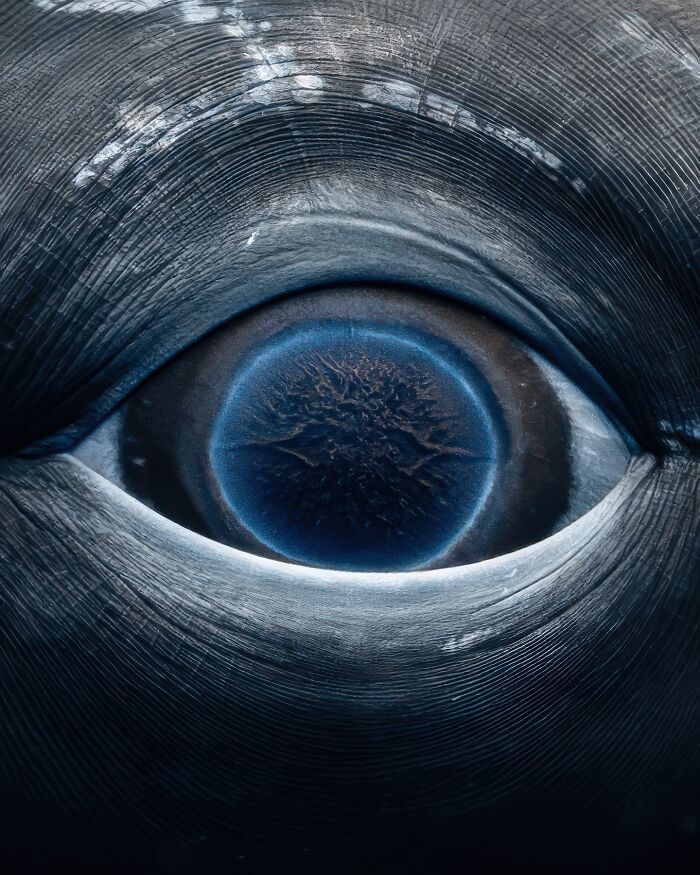 Close-up underwater shot of a whale's eye showcasing the ocean’s hidden wonders in incredible detail.