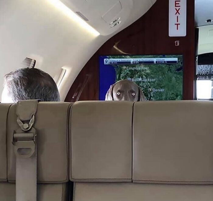 Perro con mirada inquietante asomándose detrás del asiento en un avión, imagen maldita a todos los niveles.