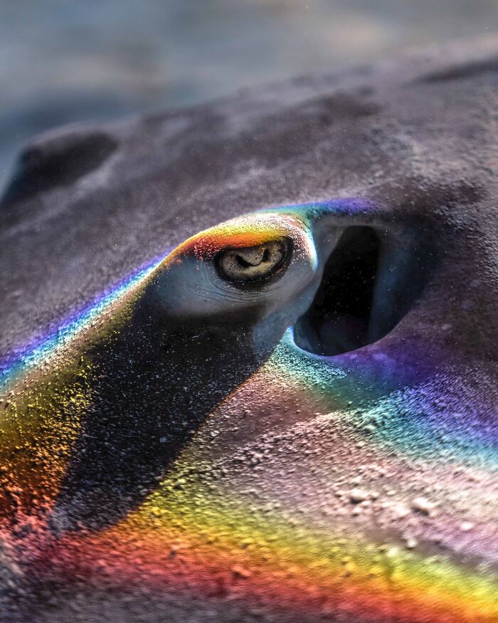 Close-up underwater shot of a stingray’s eye with vibrant rainbow colors showcasing ocean’s hidden wonders.