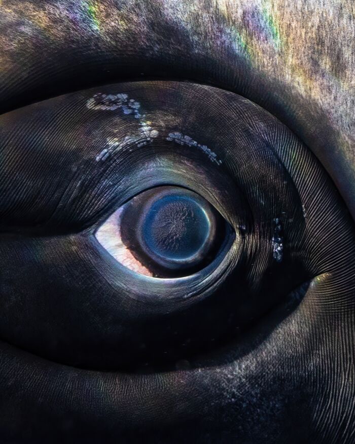 Close-up of a large marine animal's eye showcasing incredible underwater shots of ocean life and hidden wonders.