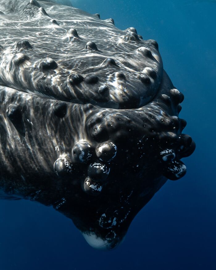 Close-up underwater shot of a whale's textured head showcasing the ocean’s hidden wonders in deep blue water.