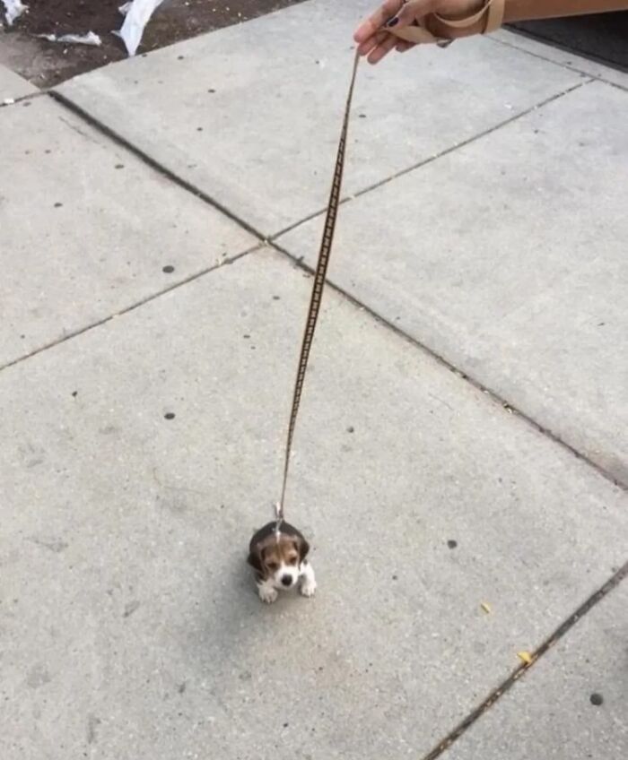 Perro pequeño en la acera con una correa larga sostenida por una mano, imagen maldita divertida y extraña.