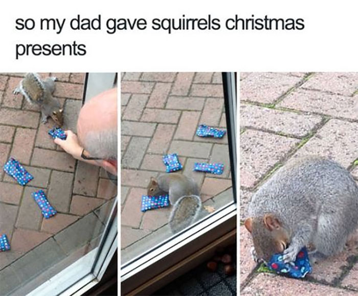 Man giving squirrels wrapped Christmas presents outside a window, funny and silly animal memes to lift spirits.