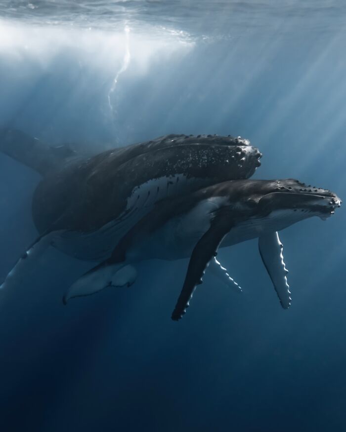 Two humpback whales swimming underwater with sunlight filtering through the ocean’s hidden wonders.