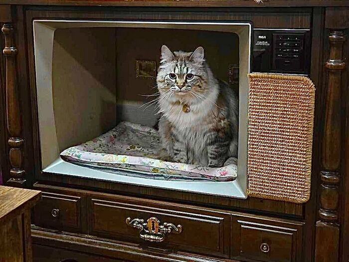 Vintage TV repurposed into a cozy cat bed with a fluffy cat sitting inside, showcasing nostalgic nooks design.