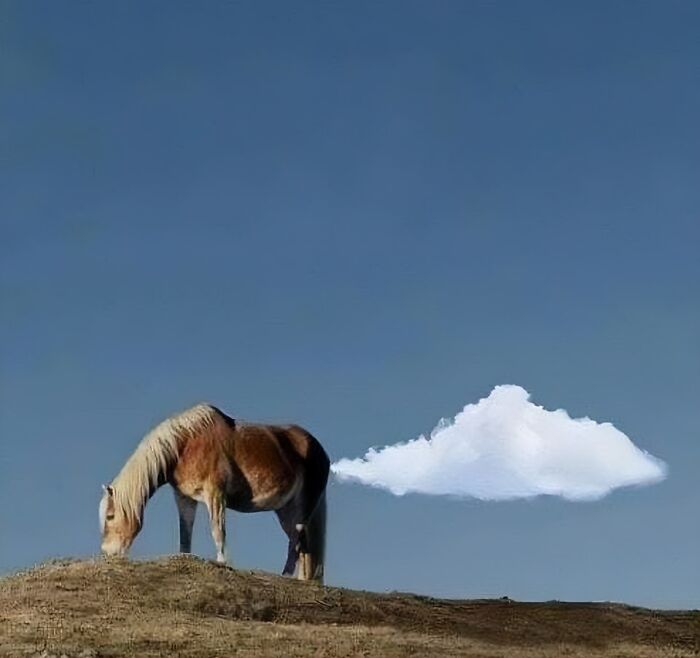 Horse standing on a hill with a cloud behind it that humorously looks like it is coming from the horse’s rear in animal pics.