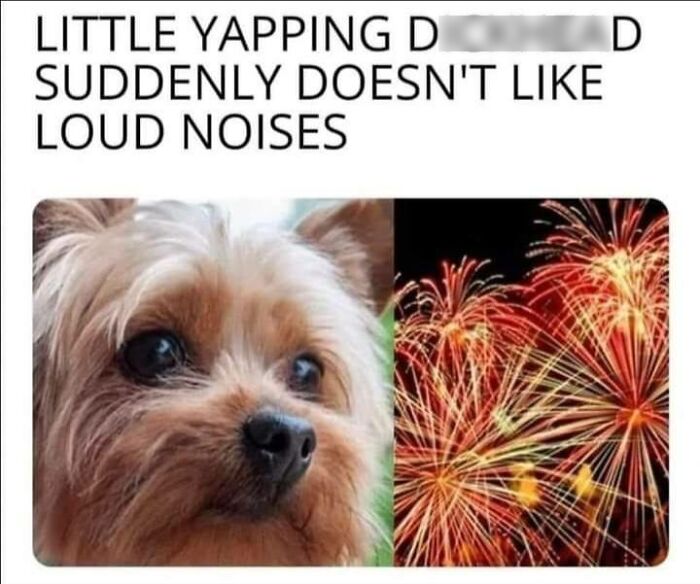Small dog looking confused next to bright fireworks, illustrating sarcasm and humor about loud noises.