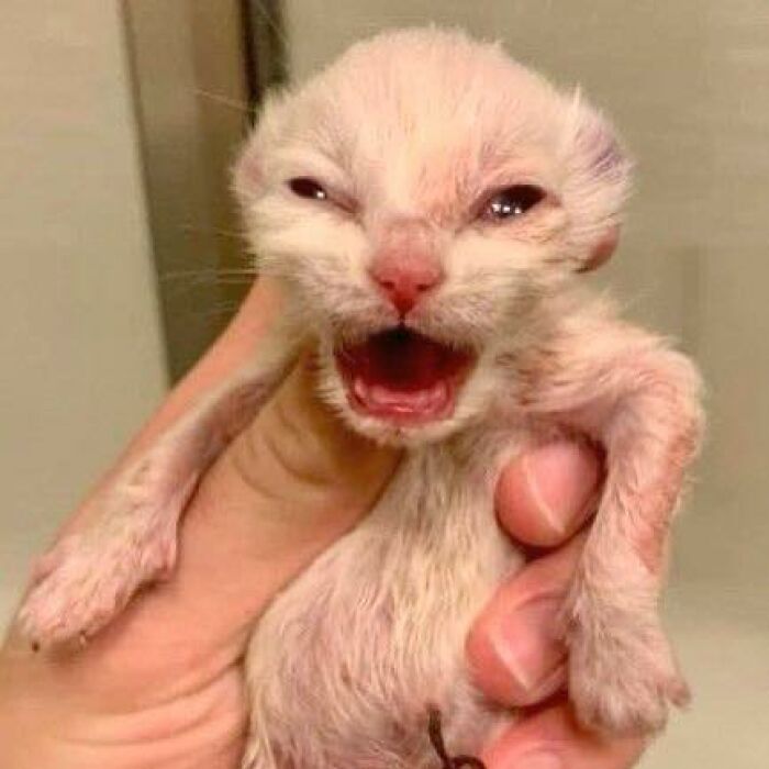 Newborn kitten making a funny face showing hilarious animal behavior in goblin mode, held gently in a person's hand.