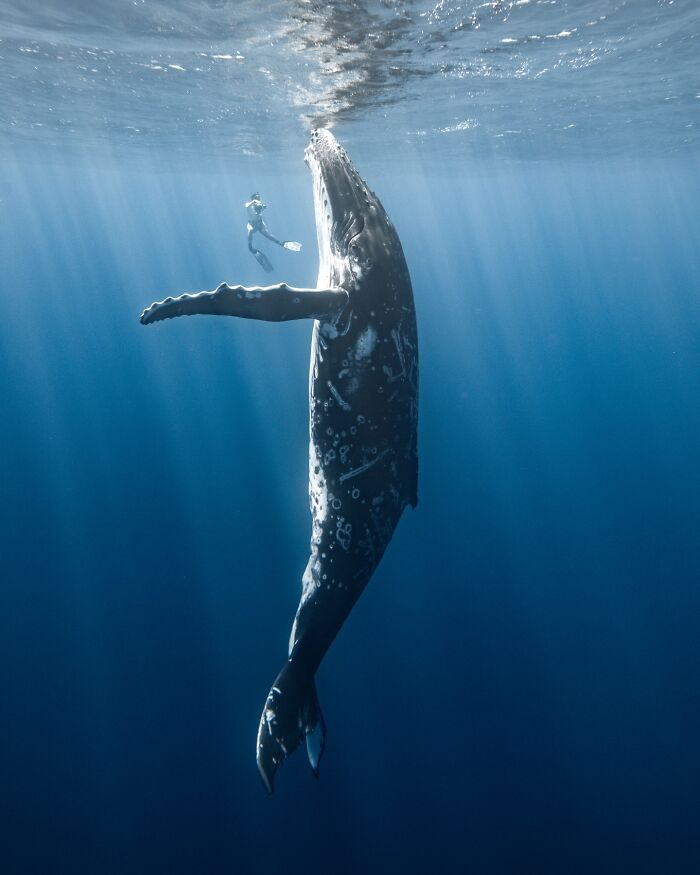 Underwater shot of a diver swimming beside a giant whale, showcasing the ocean’s hidden wonders in deep blue water.