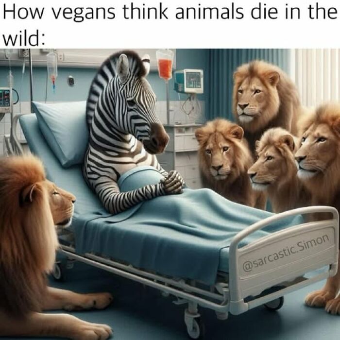 Zebra in hospital bed surrounded by lions, illustrating vegan meme about how animals die in the wild.