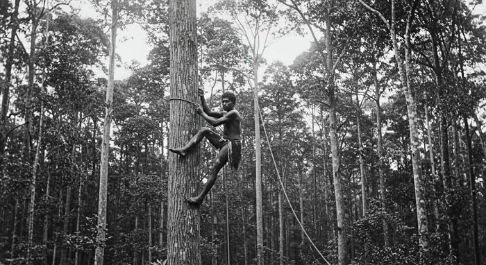 Young man climbing a tall tree in a dense forest, shown in an antique historical photograph capturing past daily life.