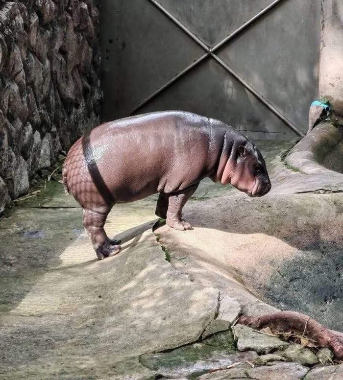 Young hippo standing on a concrete surface in an enclosure, showcasing a cute and heartwarming animal pic.