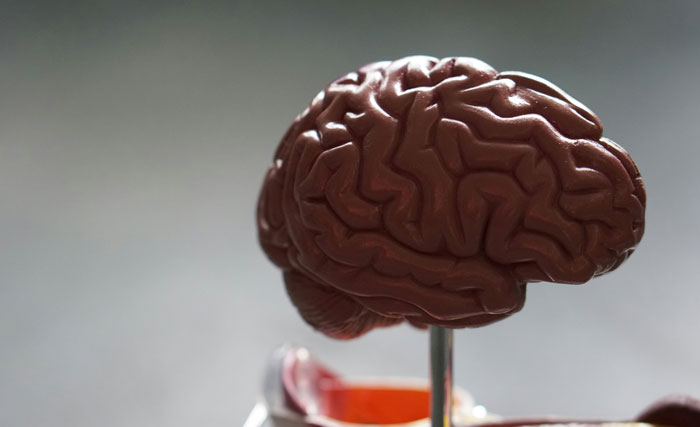 Modelo detallado del cerebro humano utilizado por expertos en autopsias para revelar hallazgos singulares y extraños.