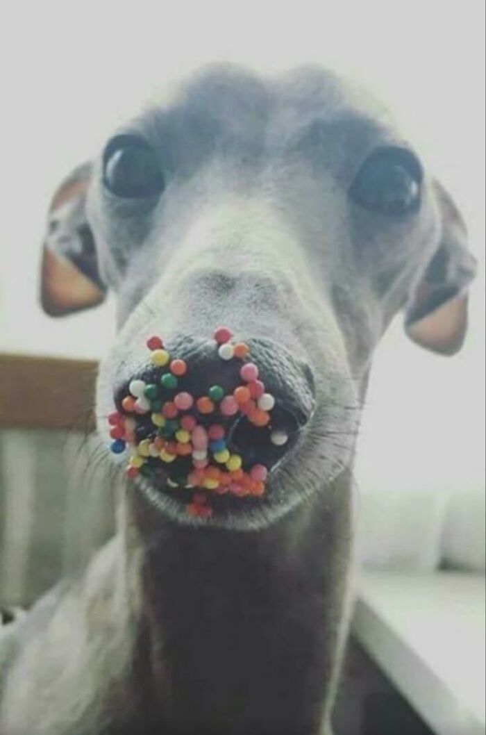 Close-up of a dog with colorful sprinkles stuck to its nose in a heartwarming animal pics moment.