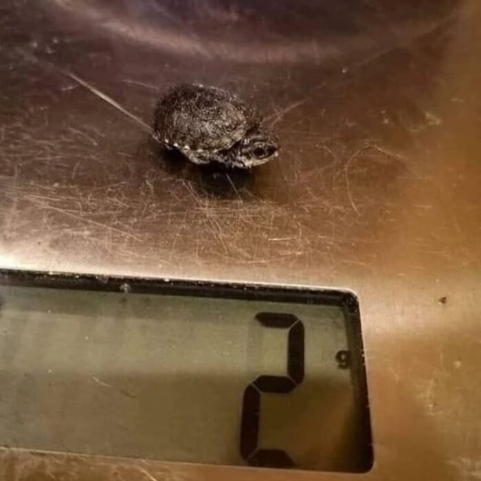 Tiny baby turtle on a digital scale showing weight of 2 grams in an adorable animal pic that may warm your heart.