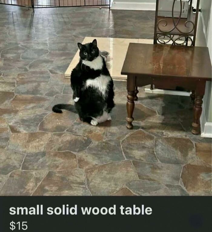 Black and white cat sitting upright on stone floor next to a small solid wood table in funny goblin mode pose