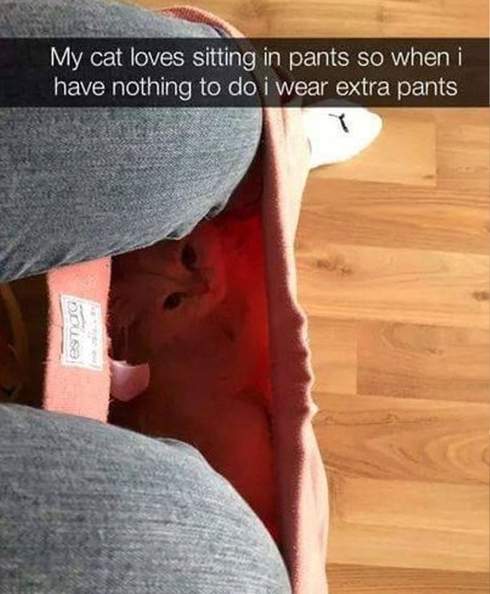 Cat sitting inside pants worn by person, a funny and silly animal meme to keep your spirits up.