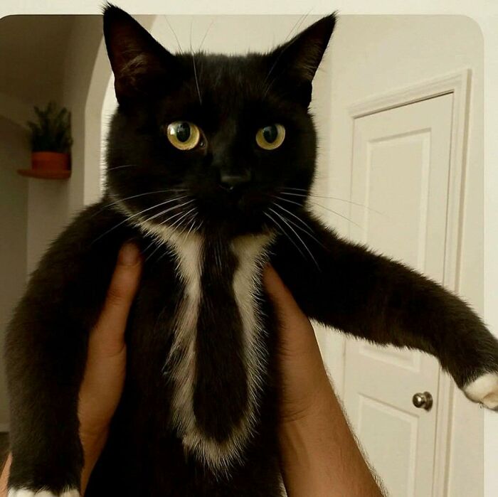 Black and white cat with wide eyes held up indoors, one paw extended, showing hilarious animals in goblin mode.