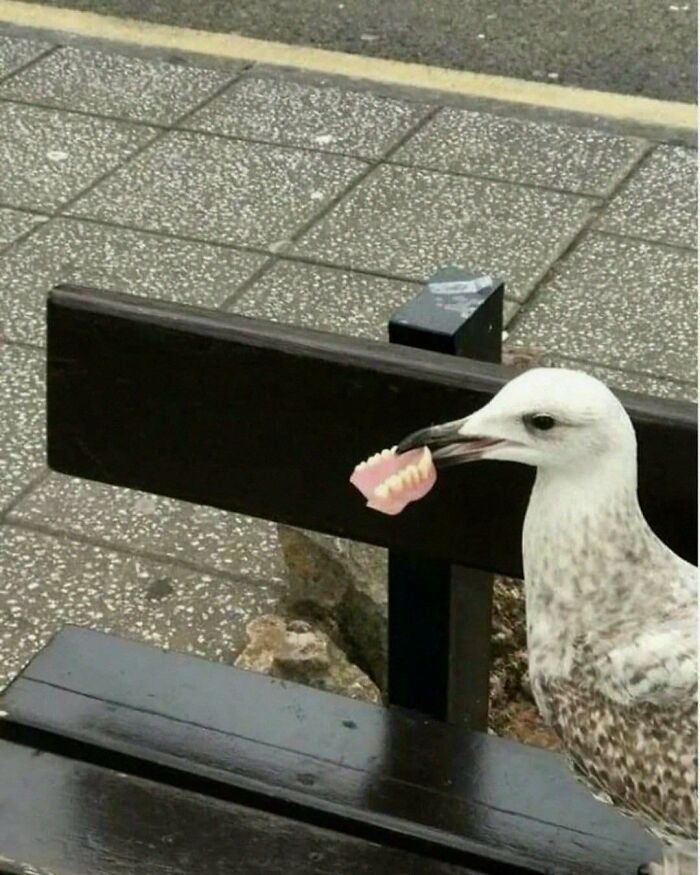 Seagull holding fake teeth in its beak, showcasing hilarious animals who lost the plot in goblin mode.