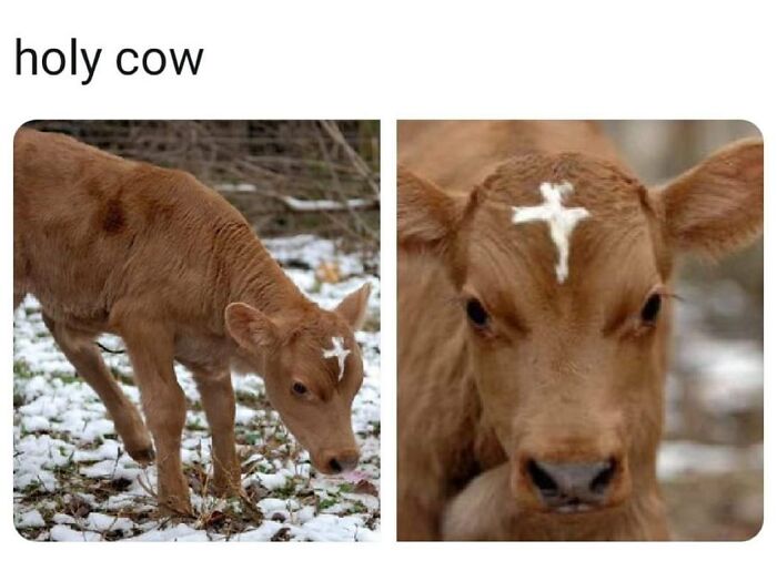 Funny and silly animal meme of a calf with a natural cross-shaped mark on its forehead in a snowy outdoor setting