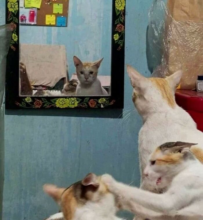 Cat and kitten acting hilariously in a room with a mirror, showcasing animals in goblin mode doing funny antics.