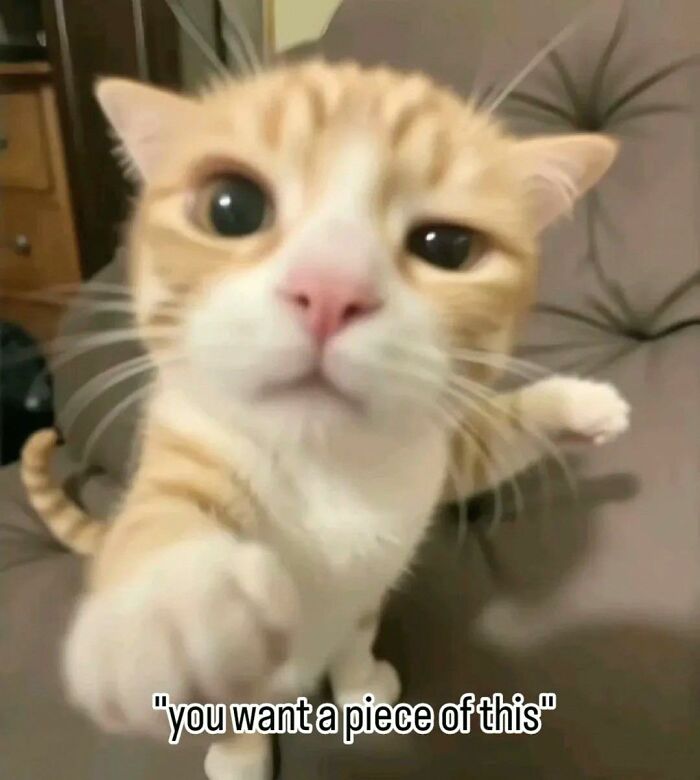 Close-up of a funny cat reaching out with paw, showcasing hilarious animals in goblin mode with playful expression.