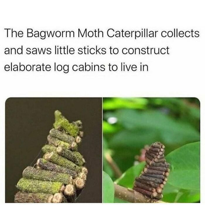 Bagworm moth caterpillar building elaborate log cabin shelter with small sticks, showcasing secret facts about nature creativity.