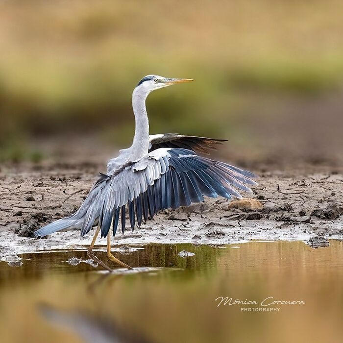 Heron spreading wings at water's edge, an unforgettable wildlife moment captured in natural habitat by Mónica L. Corcuera.
