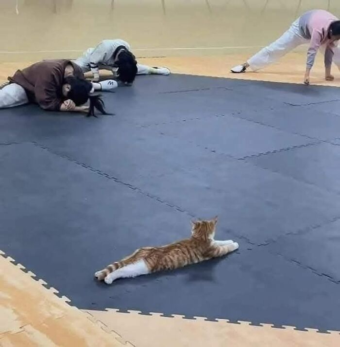 Cat stretching on a floor mat while people nearby perform similar stretches in an indoor setting.