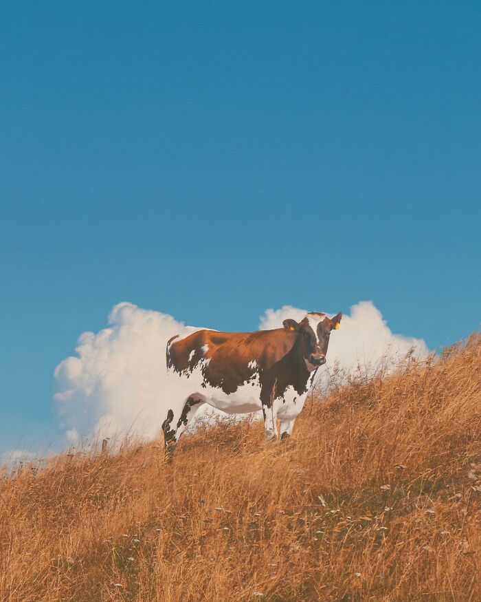 Cow with artistic photo edits blending into clouds on a hillside, showcasing creative visual lies and photo manipulation.