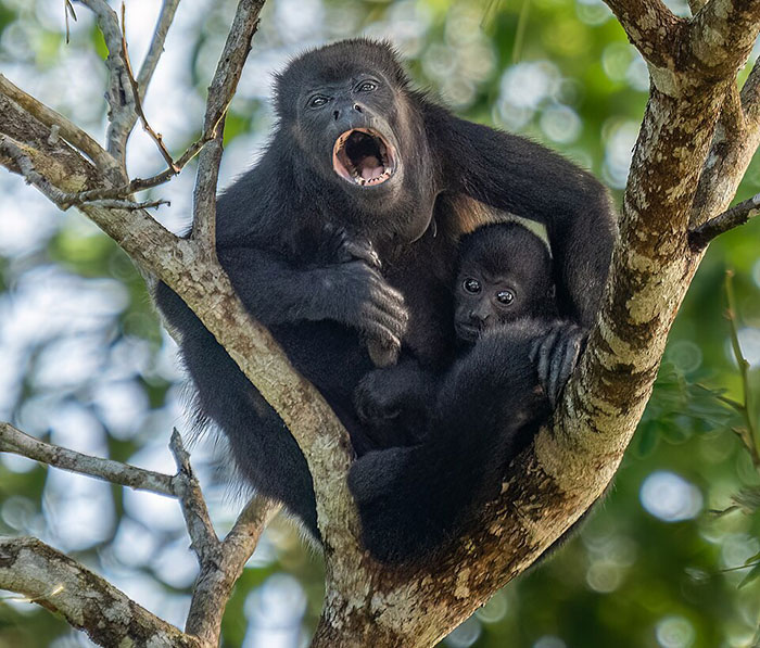 Monkey and baby in tree captured by hidden camera shock scientists with kidnapping behavior of another species.