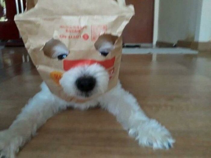 Small white dog with a paper bag over its head lying on the floor in a hilarious animal goblin mode moment.