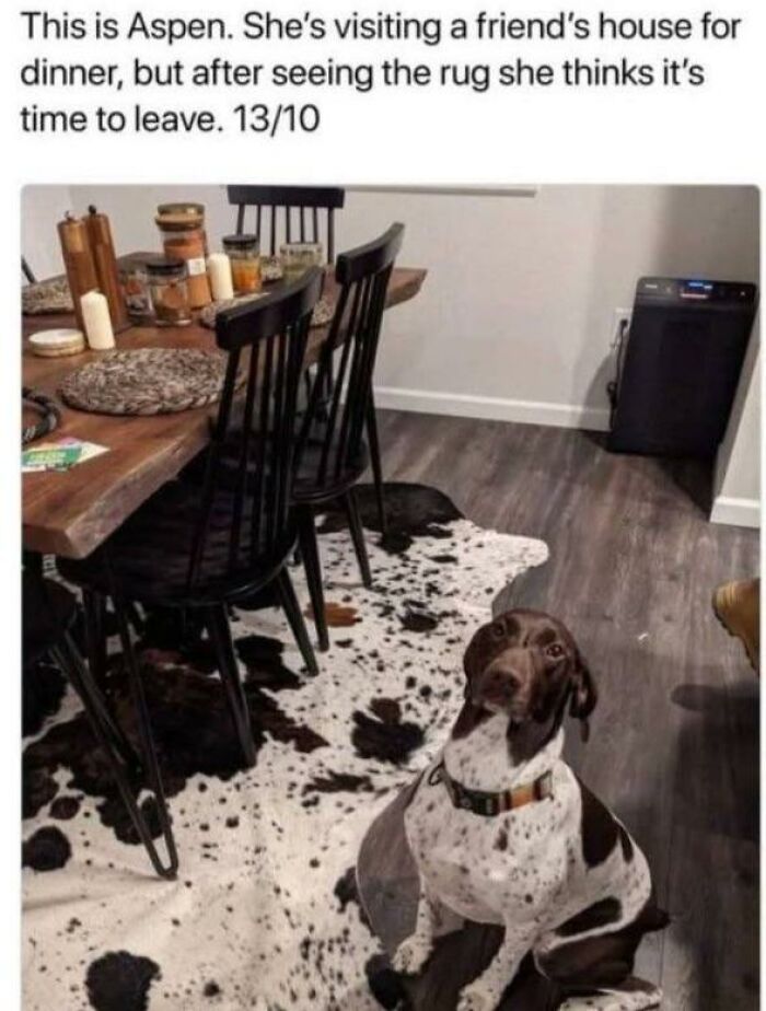 Funny and silly animal meme of a dog sitting near a spotted rug, feeling unsure about staying for dinner.